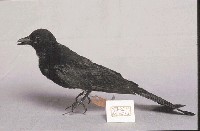 Black Drongo Collection Image, Figure 3, Total 13 Figures